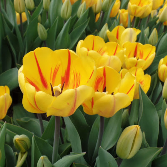 Meet your Posher, Lisa - Picture 1 of 1